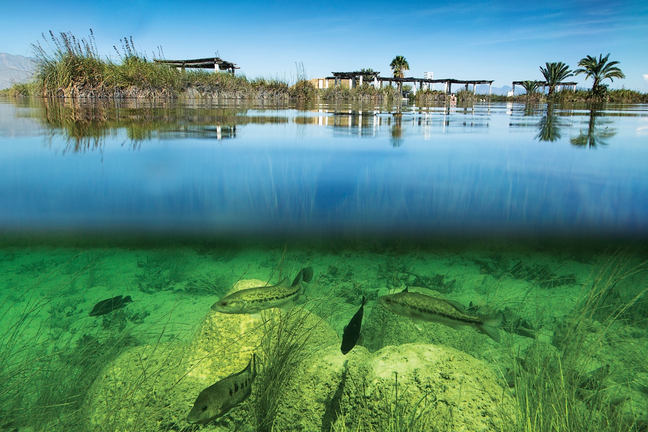Reabren el Río Mezquites en Cuatro Ciénegas: Dan luz verde al turismo tras clausura de Profepa