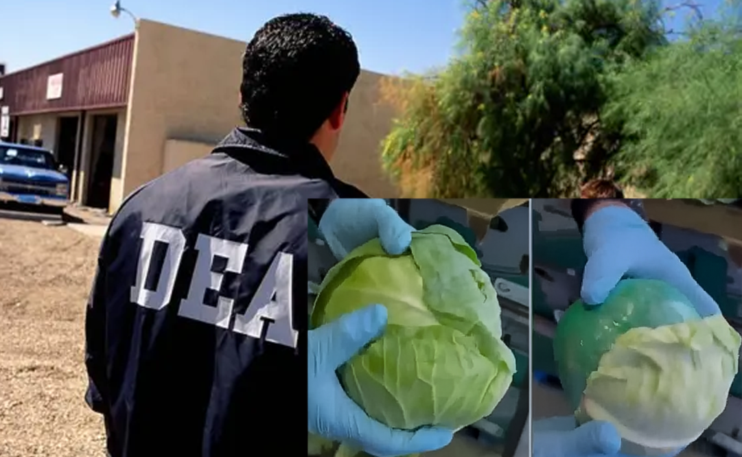 DEA asegura 907 kilos de metanfetamina ocultos en un cargamento de col en McAllen