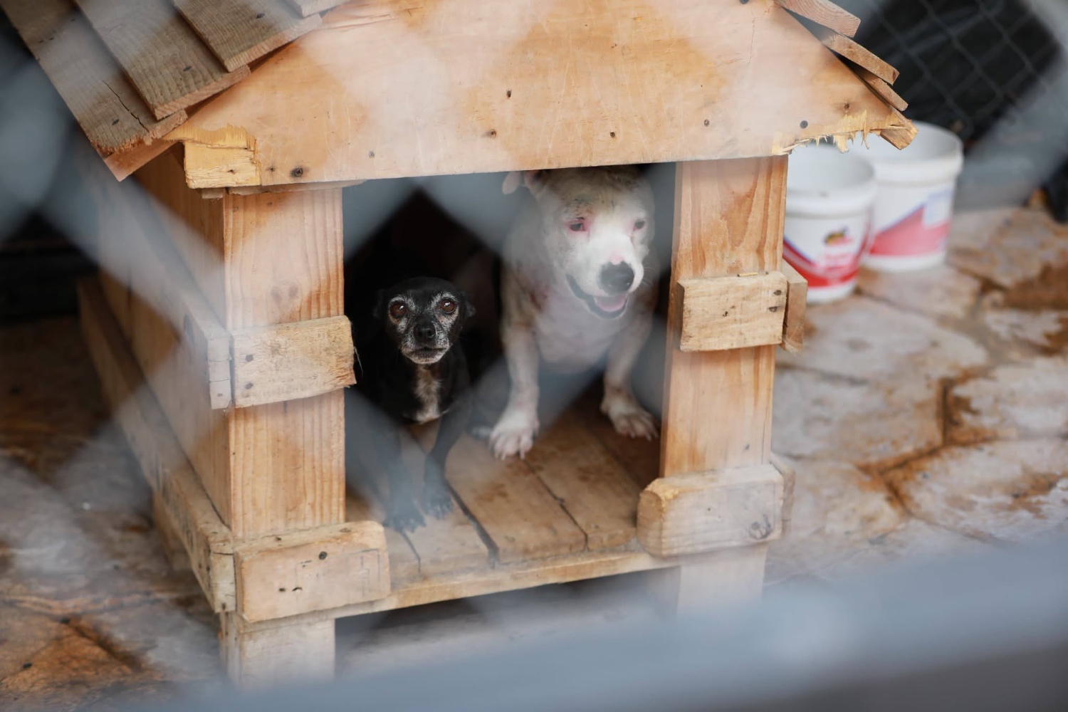 Una segunda oportunidad: celebran el Día Mundial del Perro Adoptado con feria en Saltillo